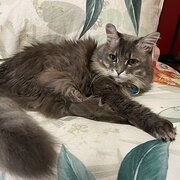 Home Owner wanting sitter in , Western Australia