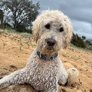 Home Owner wanting sitter in Geelong, Victoria