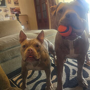 Home Owner wanting sitter in , Victoria