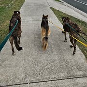 Home Owner wanting sitter in Gold Coast, Queensland