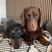 Home Owner wanting sitter in , Western Australia