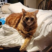 Home Owner wanting sitter in , Western Australia