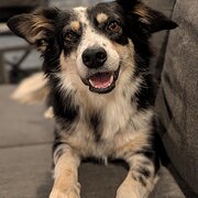 Home Owner wanting sitter in , Queensland