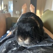 Home Owner wanting sitter in , New South Wales