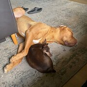 Home Owner wanting sitter in Brisbane, Queensland