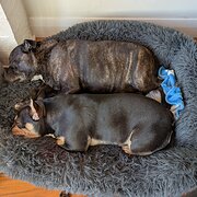 Home Owner wanting sitter in Launceston, Tasmania