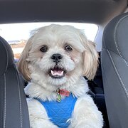 Home Owner wanting sitter in Perth, Western Australia