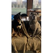 Home Owner wanting sitter in Shepparton, Victoria