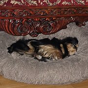 Home Owner wanting sitter in , Queensland