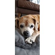 Home Owner wanting sitter in Sydney, New South Wales