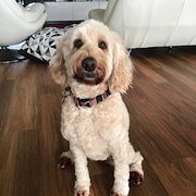 Home Owner wanting sitter in , Queensland