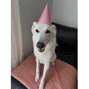 Home Owner wanting sitter in Perth, Western Australia