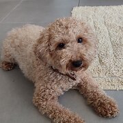 Home Owner wanting sitter in Gold Coast, Queensland