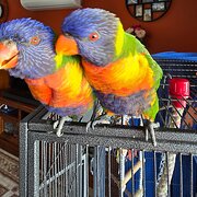 Home Owner wanting sitter in , South Australia