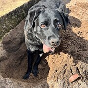 Home Owner wanting sitter in Perth, Western Australia