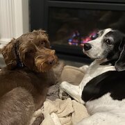 Home Owner wanting sitter in Melbourne, Victoria