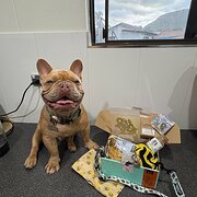 Home Owner wanting sitter in Townsville, Queensland