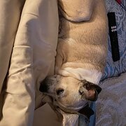 Home Owner wanting sitter in Bunbury , Western Australia