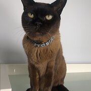 Home Owner wanting sitter in Brisbane, Queensland