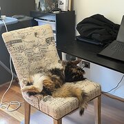 Home Owner wanting sitter in , Western Australia