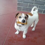 Home Owner wanting sitter in Adelaide , South Australia