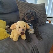 Home Owner wanting sitter in Caboolture, Queensland