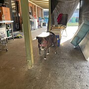 Home Owner wanting sitter in Ipswich, Queensland