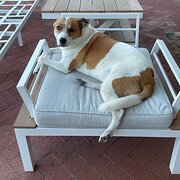 Home Owner wanting sitter in Perth , Western Australia