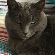 Home Owner wanting sitter in FLINDERS, Victoria
