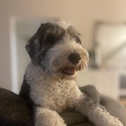Home Owner wanting sitter in ADELAIDE, South Australia