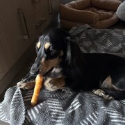 Home Owner wanting sitter in , South Australia