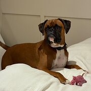Home Owner wanting sitter in Sydney, New South Wales