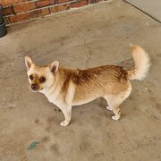 Home Owner wanting sitter in Toowoomba , Queensland