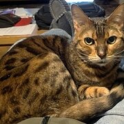 Home Owner wanting sitter in Nowra, New South Wales