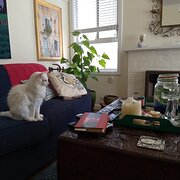 Home Owner wanting sitter in Melbourne , Victoria