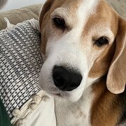 Home Owner wanting sitter in Mackay, Queensland