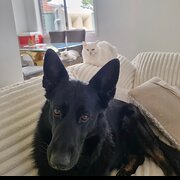 Home Owner wanting sitter in , New South Wales