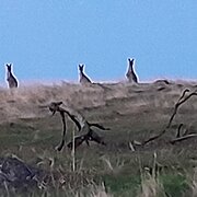 Home Owner wanting sitter in Byford, Western Australia