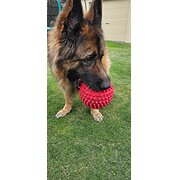 Home Owner wanting sitter in Bunbury, Western Australia