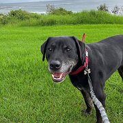 Home Owner wanting sitter in Wollongong, New South Wales