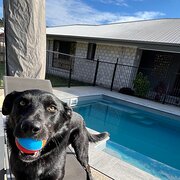 Home Owner wanting sitter in Rockhampton, Queensland