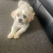 Home Owner wanting sitter in PERTH, Western Australia