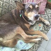 Home Owner wanting sitter in tamworth, New South Wales