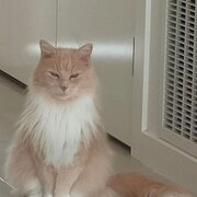 Home Owner wanting sitter in , Victoria