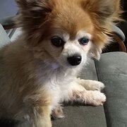 Home Owner wanting sitter in Marcus Beach, Queensland