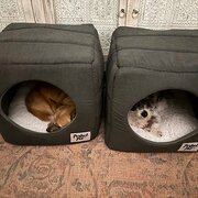 Home Owner wanting sitter in Manly, NSW, New South Wales