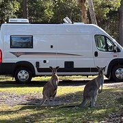 House Sitter - Housesitter Available 