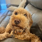 Home Owner wanting sitter in , Victoria