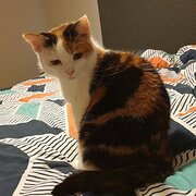 Home Owner wanting sitter in Cranbourne, Victoria