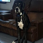 Home Owner wanting sitter in Gold Coast , Queensland